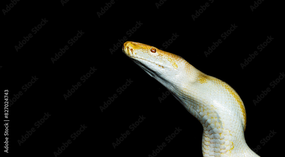 Fototapeta premium White Snake Against Dark Backdrop