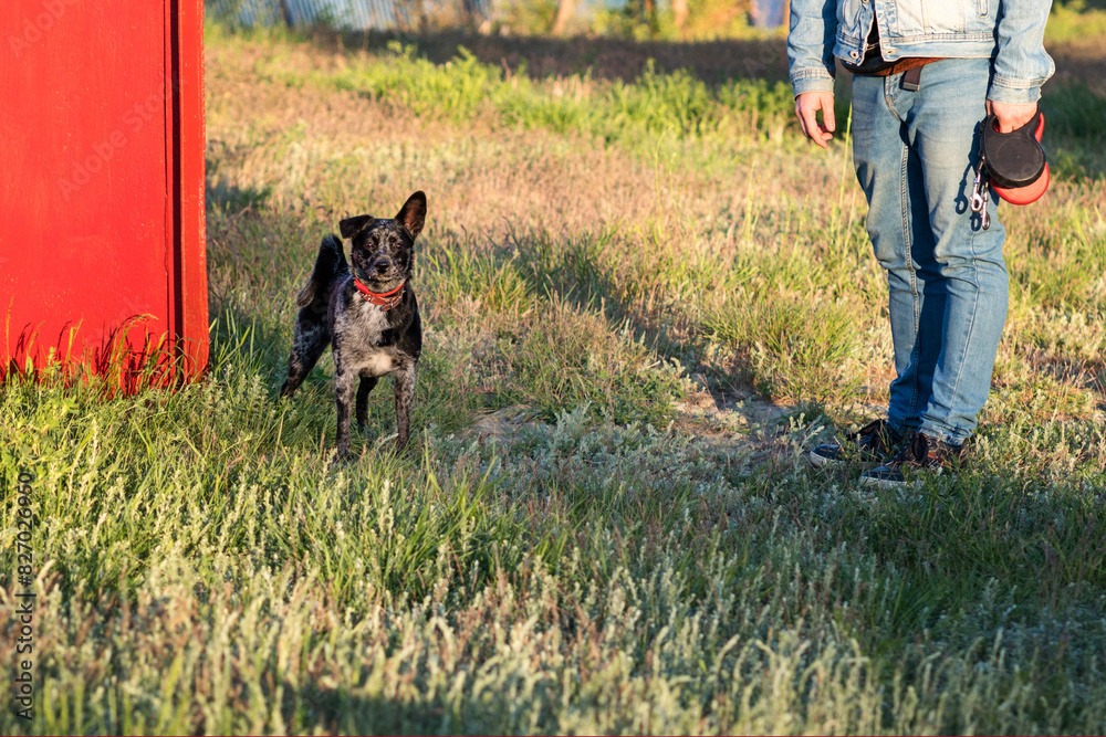 Man interacting with dog in a field. Man interacting with dog in a field.