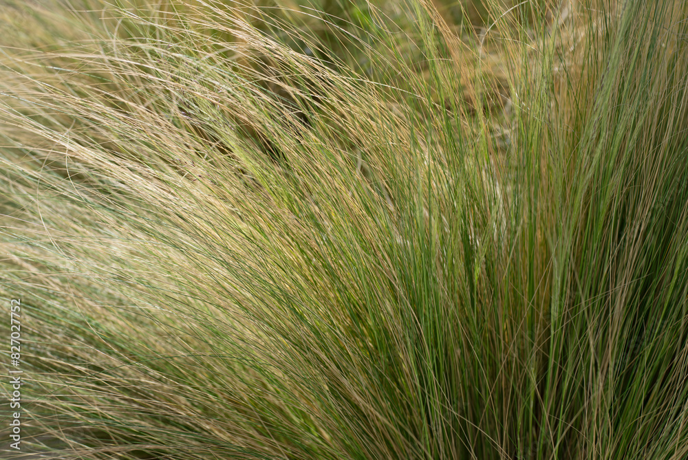 Feather grass plants in the meadow, long grass texture background Feather grass plants in the meadow, long grass texture background