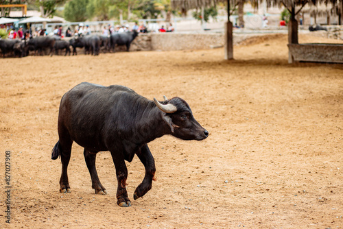Curious Water Buffalo Interacting with Zoo Visitors