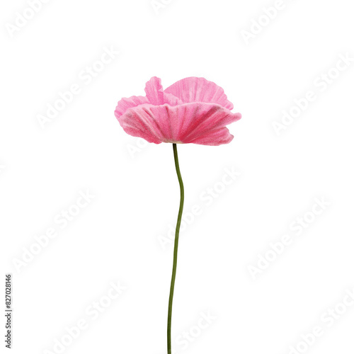 pink poppy flower 