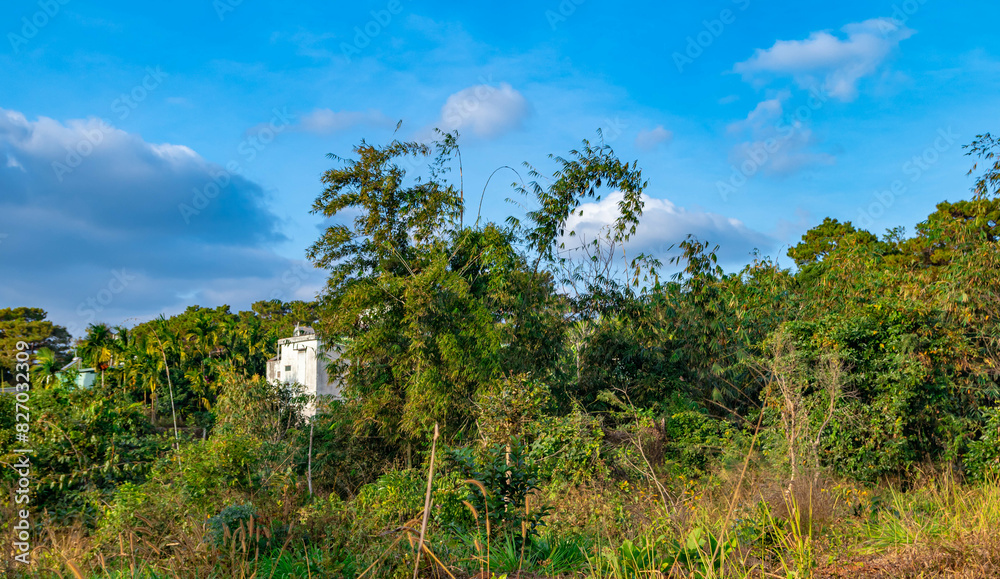Green tree field with small house against blue sky. Green tree field with small house against blue sky.