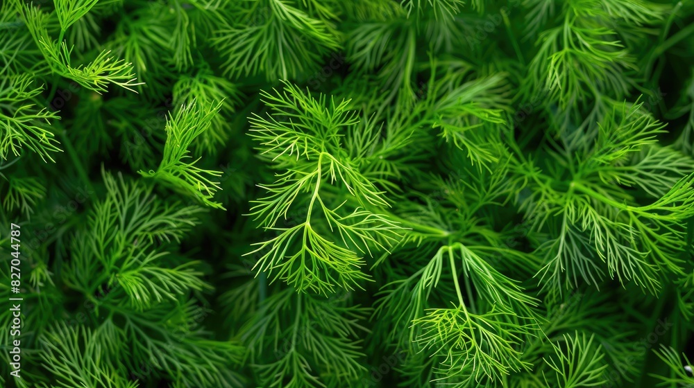 The green leaves of giant fennel Ferula communis The green leaves of giant fennel Ferula communis