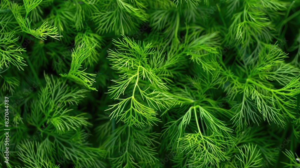 The green leaves of giant fennel Ferula communis