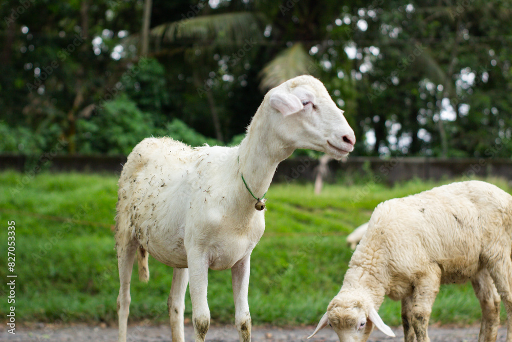 High-quality white sheep grazing in a lush green meadow High-quality white sheep grazing in a lush green meadow
