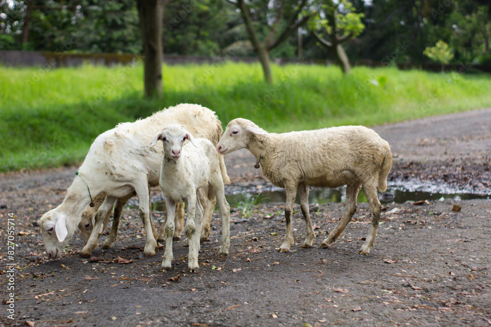 High-quality white sheep grazing in a lush green meadow High-quality white sheep grazing in a lush green meadow