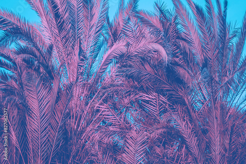 Pink palm tree leaves against blue sky background. Nature background