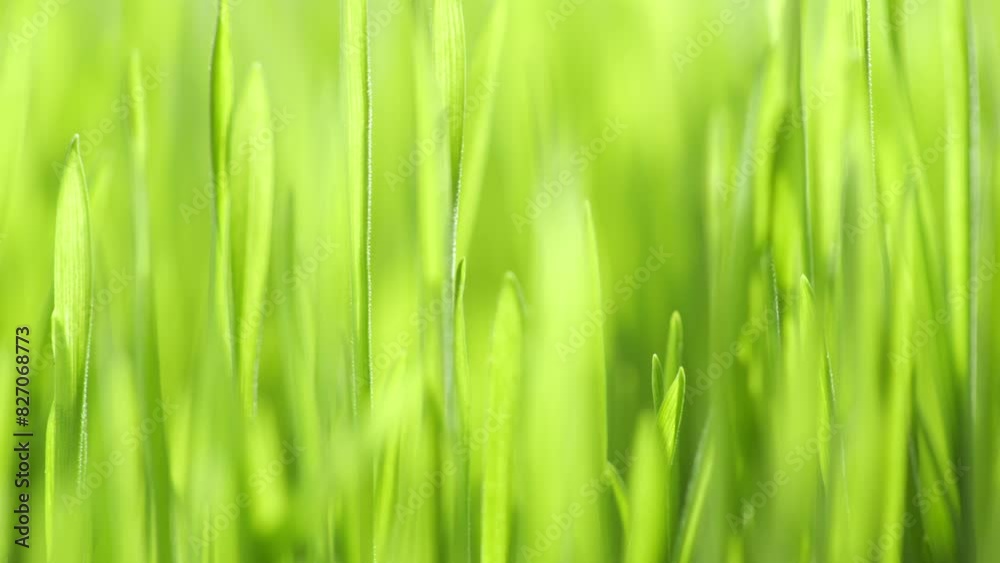 Lush green grass. Spring morning in nature, sun breaks through the stalks of grass. 4K Lush green grass. Spring morning in nature, sun breaks through the stalks of grass. 4K