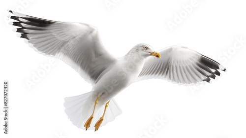 Seagull isolated on white background © Num