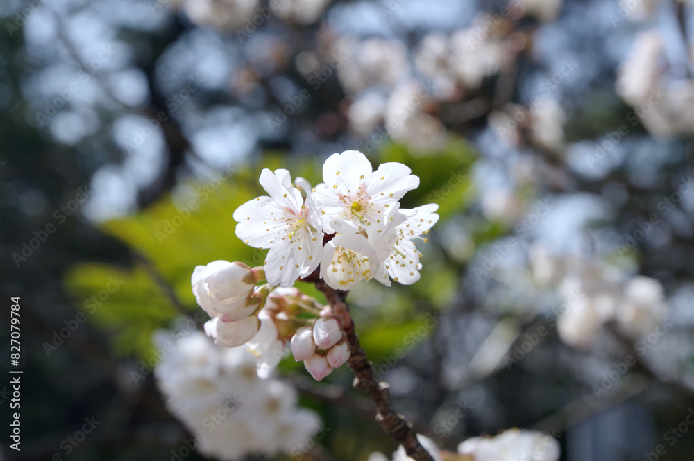 Obraz premium 桜