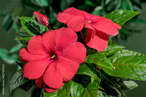 Blooming red impatiens hawkeri flowers on a green background