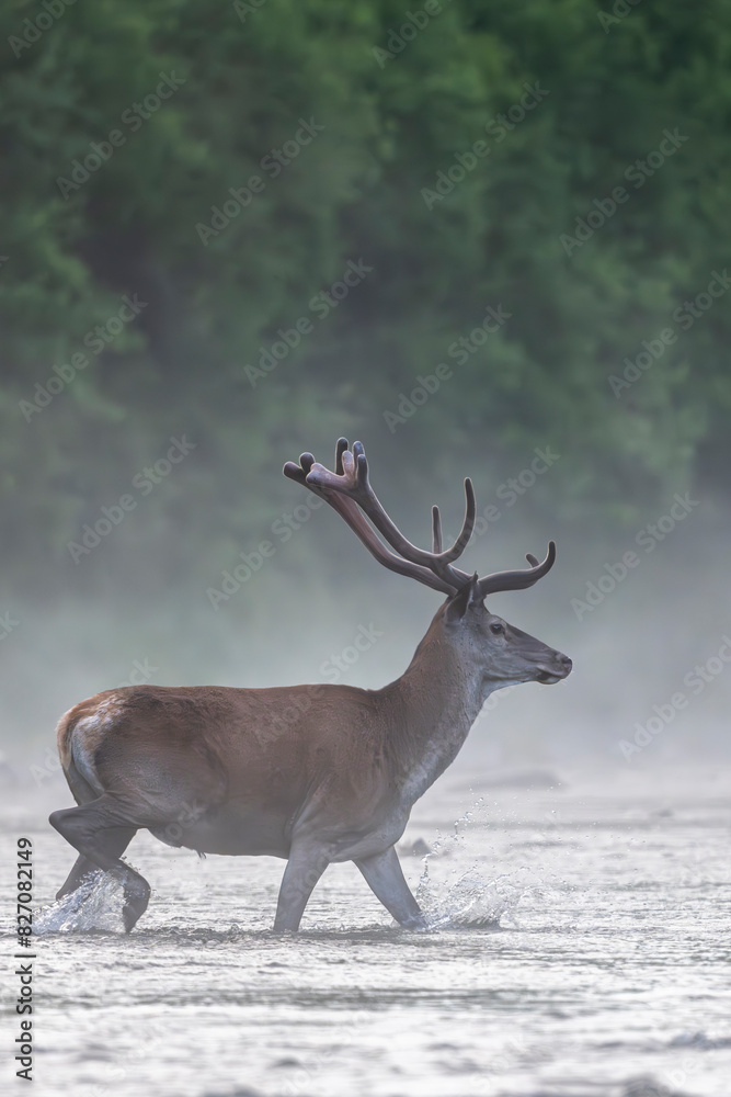 Fotografie Red Deer (Cervus elaphus) stag in the river