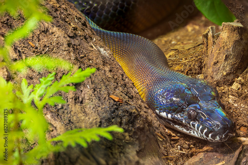 D'Albertis' python (Leiopython albertisii) is a species of python, a non-venomous snake in the family Pythonidae. The species is endemic to New Guinea. photo