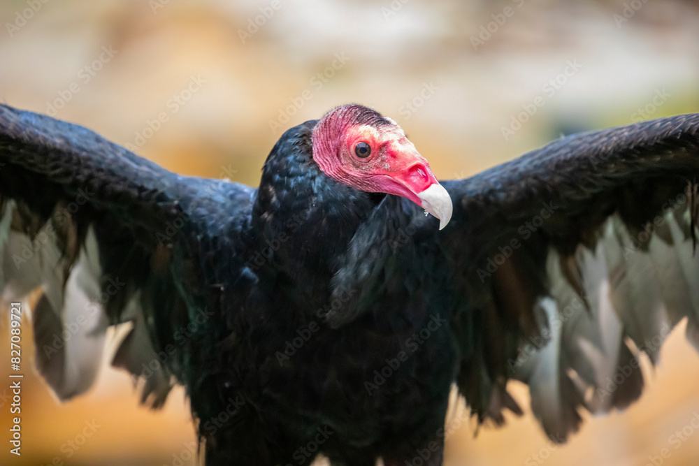 The closeup image of turkey vulture . It is the most widespread of the New World vultures.
It is a scavenger and feeds almost exclusively on carrion. The closeup image of turkey vulture . It is the most widespread of the New World vultures.
It is a scavenger and feeds almost exclusively on carrion.