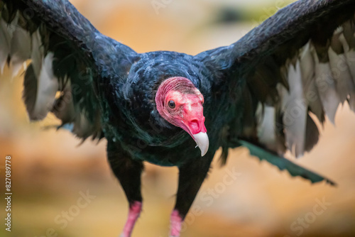 The closeup image of turkey vulture . It is the most widespread of the New World vultures.
It is a scavenger and feeds almost exclusively on carrion. photo
