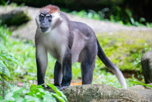 The collared mangabey (Cercocebus torquatus) is a species of primate in the family Cercopithecidae of Old World monkeys. 
The grey fur covering its body.