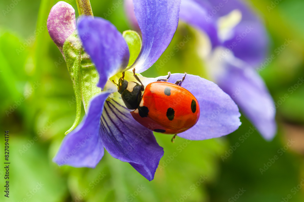 Fototapeta premium A close-up of a ladybug on a purple flower in a vibrant green garden.