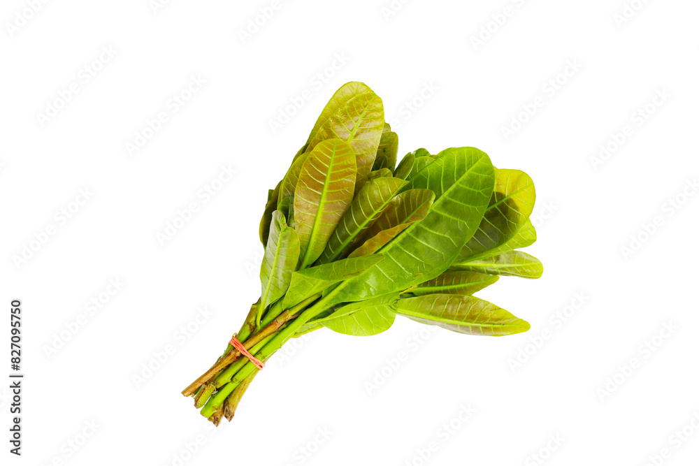 Obraz premium Young leaves of cashew tree