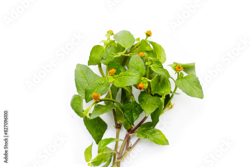 Yellow flower with green leaves of acmella oleracea or toothache plant on white background photo