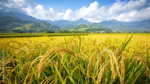 Scenic sight of golden rice in the fields anticipating the harvest season photo