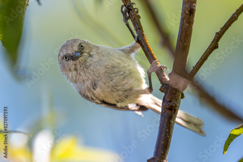 Bushtit