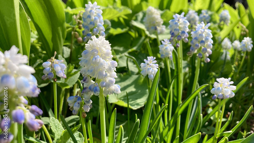 Group of white and light blue muscari