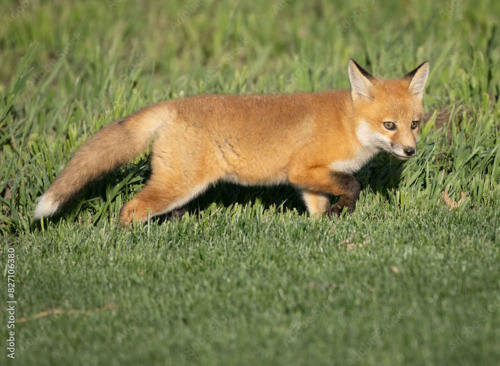 A young red fox kit making the rounds A young red fox kit making the rounds