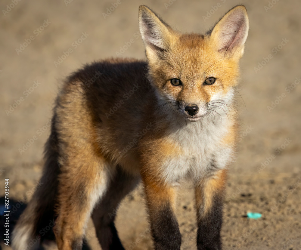 Fototapeta premium A little red fox kit near its den