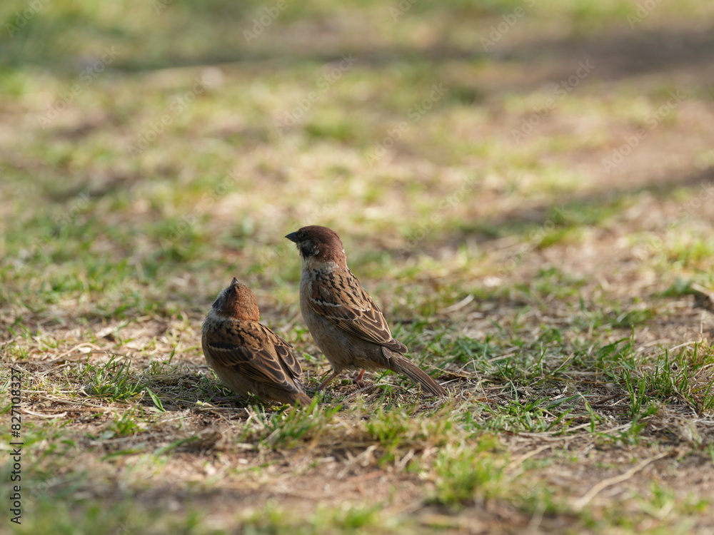 sparrow on the grass sparrow on the grass