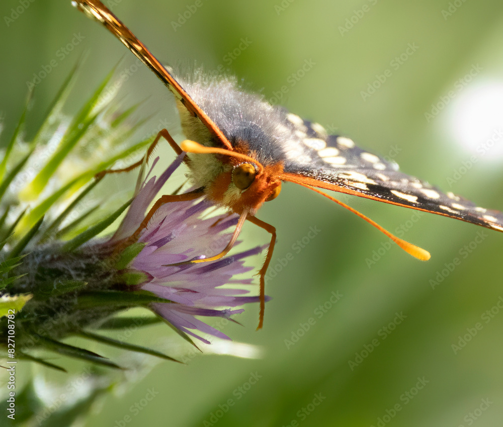 A honey bee collecting pollen on purple flowers