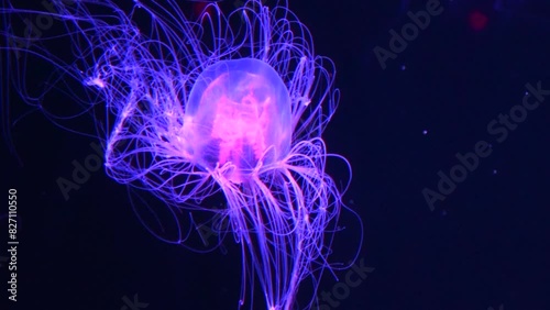 Closeup shot of Spirocodon Saltator, the endemic jellyfish of Japan floating underwater. 4K photo