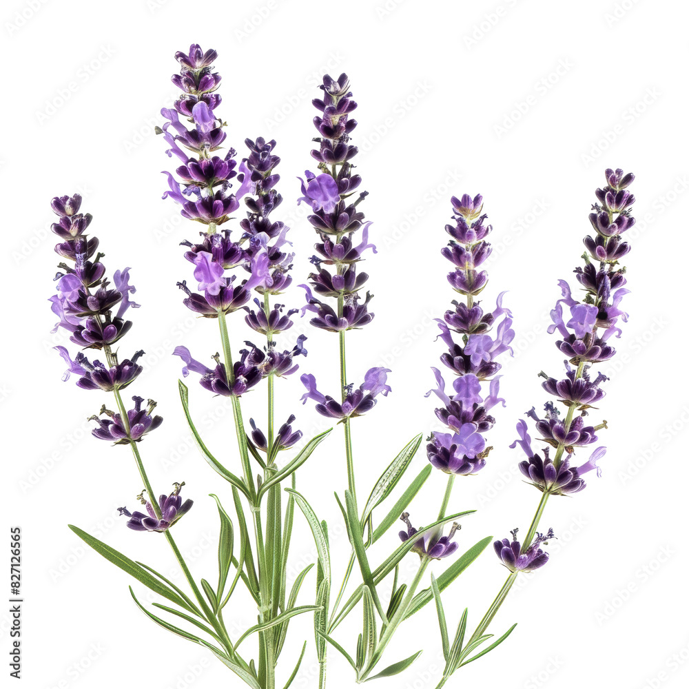 Purple Lavender Flowers with Green Stems Purple Lavender Flowers with Green Stems