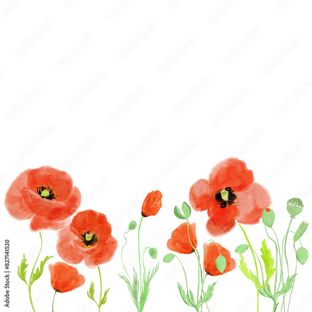 Fototapeta premium red poppies isolated on white. Hand drawn background. 