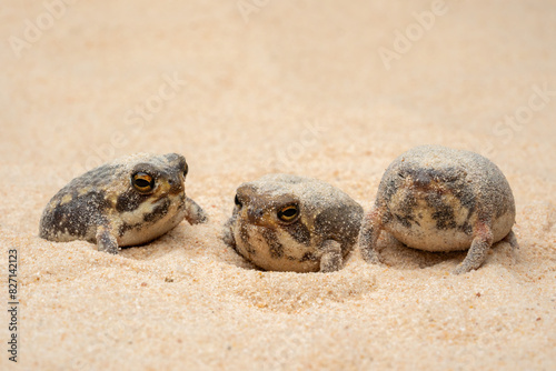 Photos The Desert Rain Frog, Web-footed Rain Frog, or Boulenger's Short-headed Frog (Breviceps macrops) is a species of frog found in Namibia and South Africa