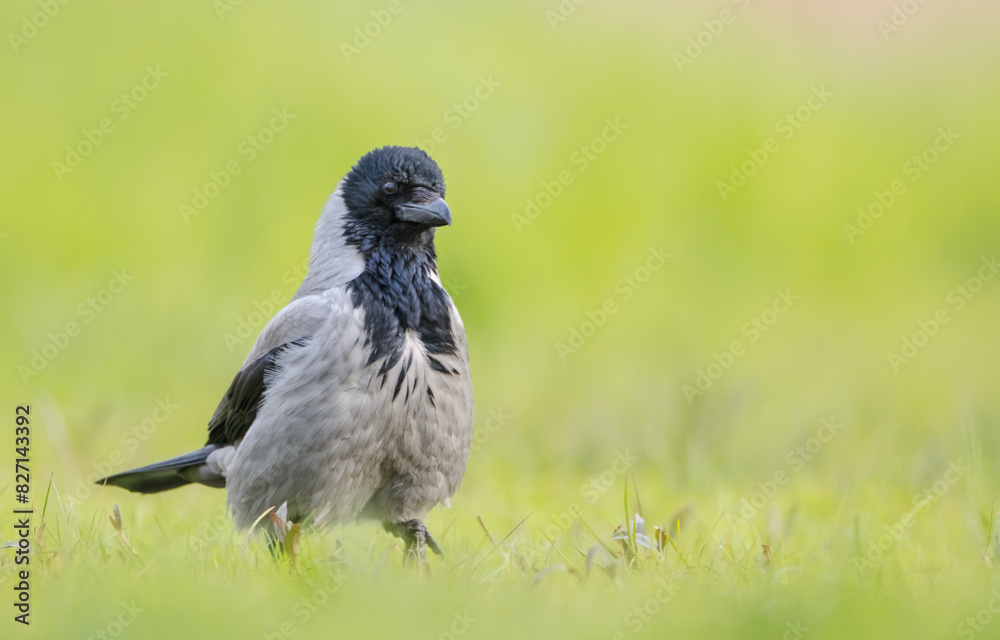 Hooded Crow - at the wet fields looking for food in spring Hooded Crow - at the wet fields looking for food in spring