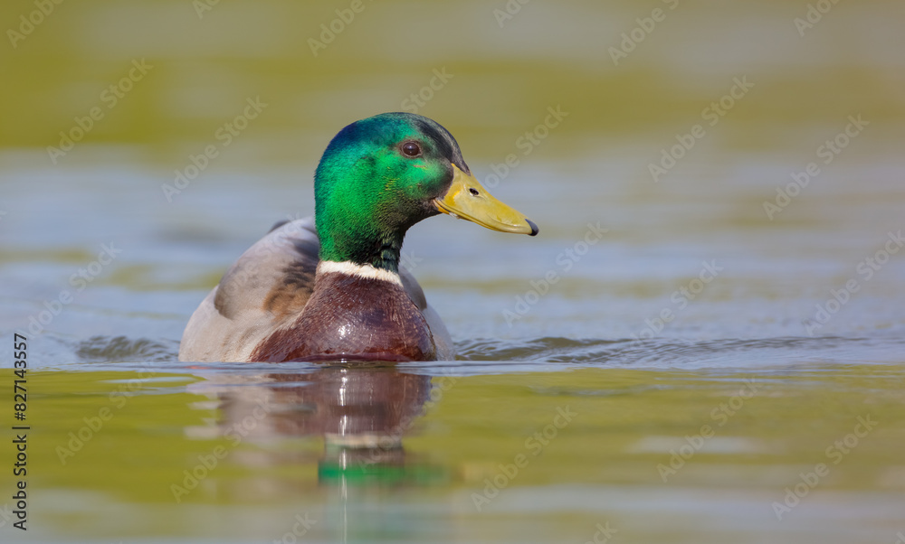 Obraz premium Mallard - male bird at a small lake in spring