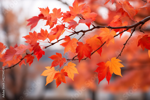 Orange maple leaves on a branch with bokeh in the background. © Pakhnyushchyy