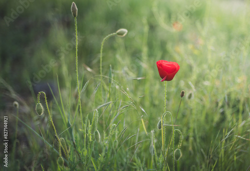 Elegant and ephemeral flower. Red poppy flower in the field.