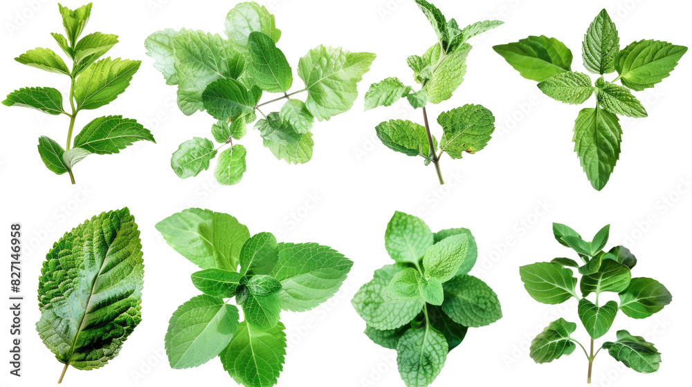 Collection of fresh mint leaves cutout png isolated on white or transparent background
Collection of fresh mint leaves cutout png isolated on white or transparent background