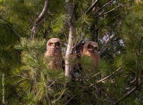 Two baby great horned owlets with adult in a nest in a pine tree. photo