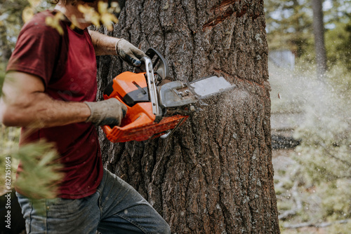 Man uses chainsaw to cut through thick trunk of pine tree, Maine