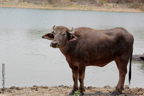  bull in the field close up shot of buffalo italian buffalo and indian buffalo © somasekhar