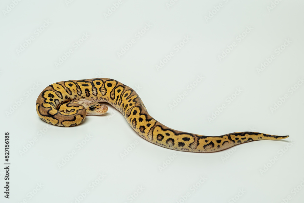 Fototapeta premium The Ball Python (Python regius) also called the Royal Python, is a python species native to West and Central Africa.