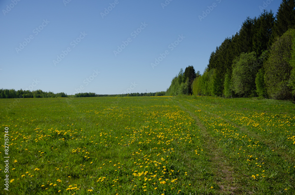 Obraz premium A field with yellow dandelions and green grass, a flat blue sky