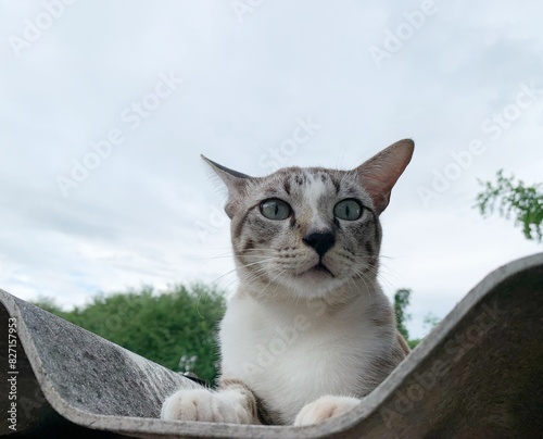 A light gray cat lounges on the roof.