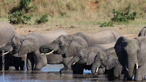  a Breeding herd of African elephants at the waterhole