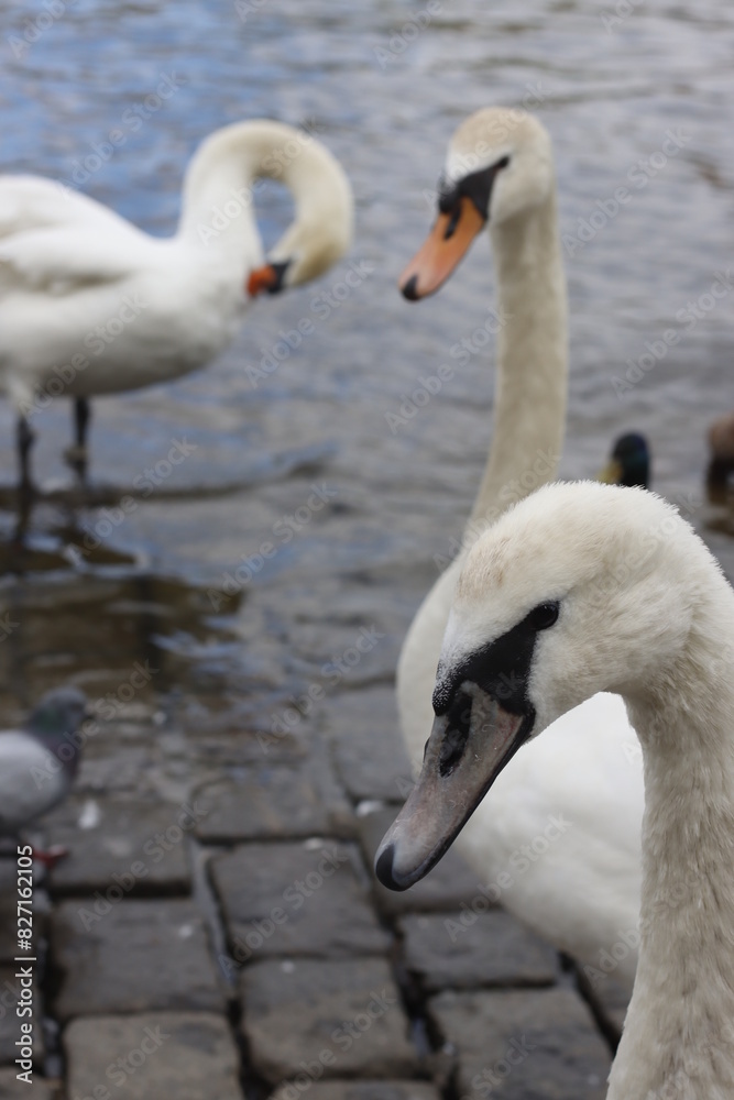 White swans in the riverside White swans in the riverside