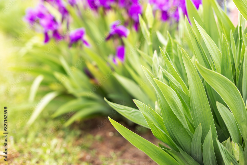 Obraz premium Closeup Blooming irises in the garden. Purple iris flowers grow in the summer park. Tall bearded iris flower - Iris barbata elatior Lady Friend. Summer flowers at the fence. Сockerel flowers macro. 