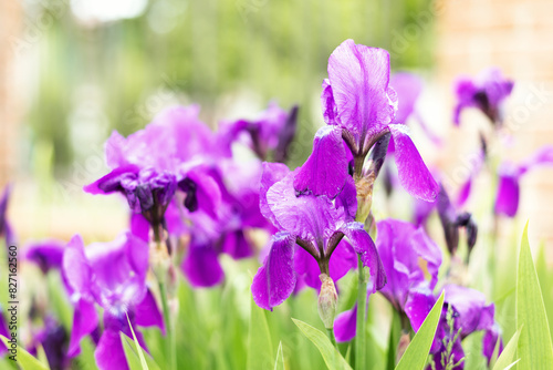 Closeup Blooming irises in the garden. Purple iris flowers grow in the summer park. Tall bearded iris flower - Iris barbata elatior Lady Friend. Summer flowers at the fence.   ockerel flowers macro. 