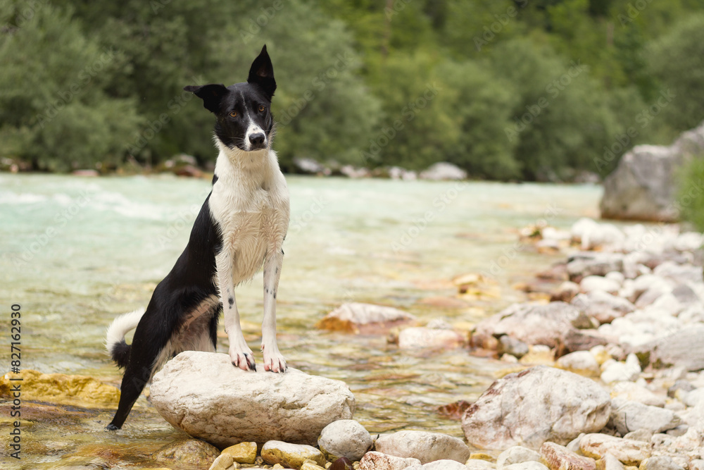 border collie dog head portrait at an alpine mountain creek in the summer standing on a rock in the water